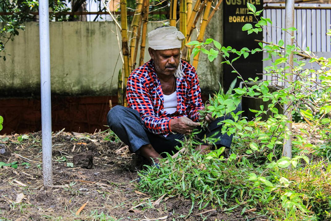 senior man gardening