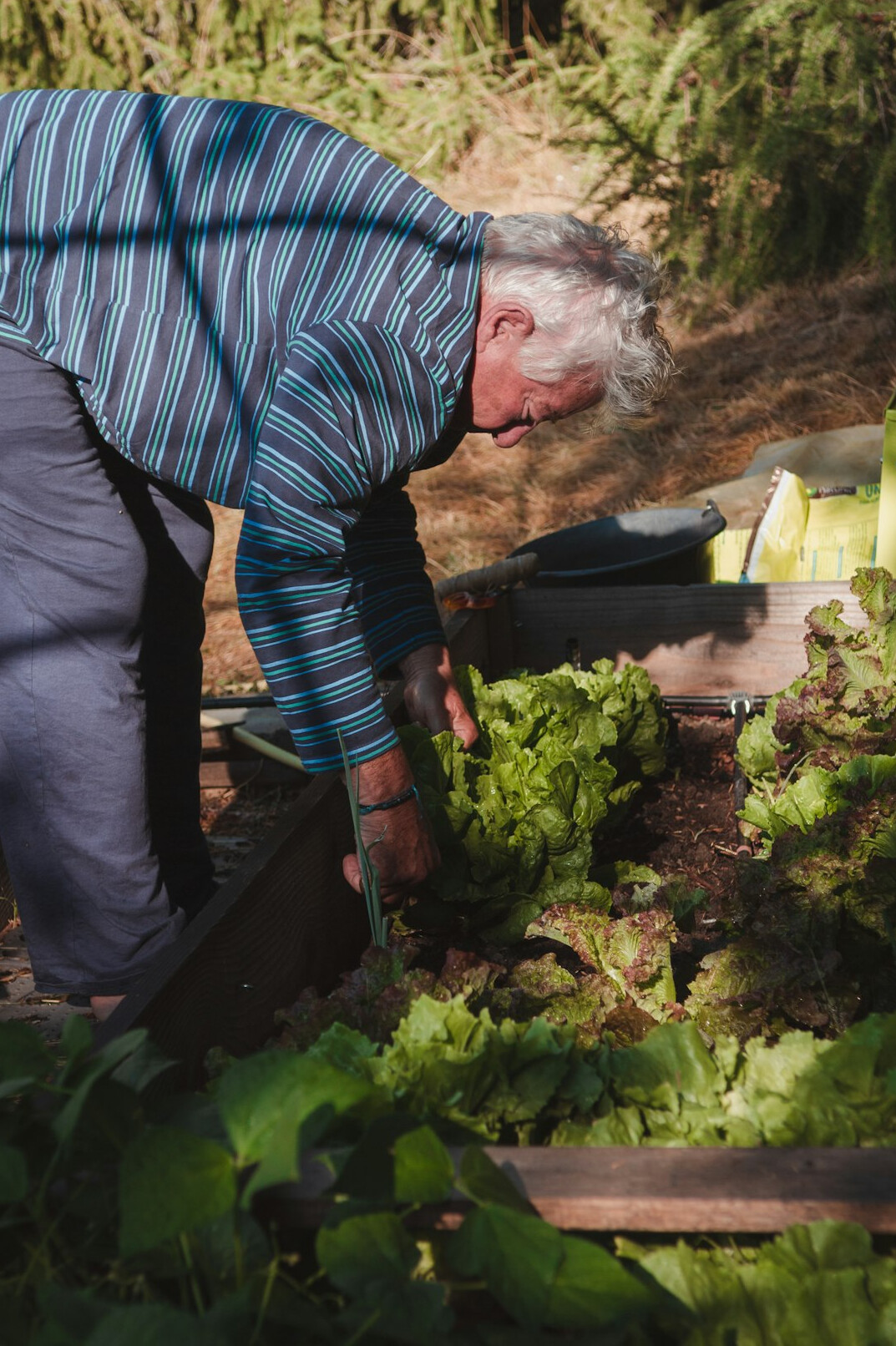 elderly people gardening together